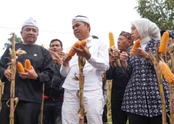 Hadiri Panen Jagung di Garut, Gubernur Dedi Mulyadi Dorong Penguatan Ekonomi Desa