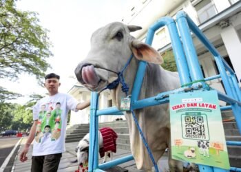 Bebas PMK, Pemkot Bandung Tetap Waspadai Penyakit Hewan