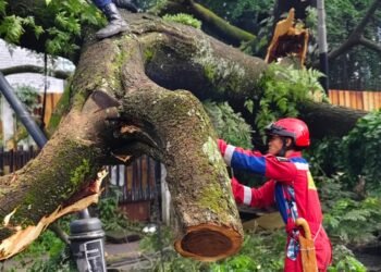 Respon Cepat Pemkot Bandung Atasi Pohon Tumbang di Dago, Wali Kota Langsung Perintahkan Langkah Antisipatif