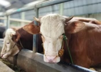 Jelang Iduladha, DKPP Kota Bandung Terjunkan 90 Petugas dan Manfaatkan Teknologi Periksa Hewan Kurban