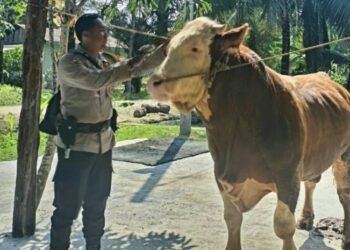 Fakta Unik Simental Cross, Sapi Kurban Presiden Prabowo Seberat 900 kg Tuk Hari Raya Idul Adha 2025