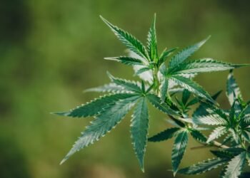 Bareskrim Temukan Ladang Ganja di Aceh Seluas 25 Hektare, 180 Ton Barang Bukti Dimusnahkan