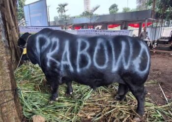 Prabowo Kurban 985 Sapi di Idul adha 2025, Terberat Capai 1,3 Ton