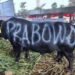 Prabowo Kurban 985 Sapi di Idul adha 2025, Terberat Capai 1,3 Ton