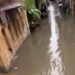 Sungai Ciliwung Meluap, 53 RT di Jakarta Terendam Banjir