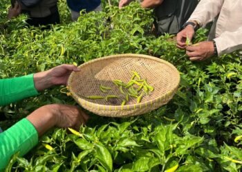 Penting! Kolaborasi Membangun Kota Tahan Pangan