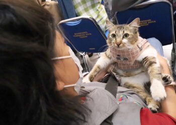 Penanggulangan Penyakit Rabies Perlu Dukungan Seluruh Masyarakat, Pemkot Cimahi Peringati WRD 2025